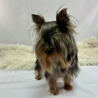 AKC Yorkshire Boy Fin, a male Yorkshire Terrier for sale in Grants Pass, OR – Photo 3 of 4