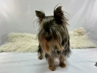 AKC Yorkshire Boy Fin, a male Yorkshire Terrier for sale in Grants Pass, OR – Photo 3 of 4