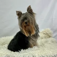 AKC Yorkshire Boy Fin, a male Yorkshire Terrier for sale in Grants Pass, OR – Photo 2 of 4