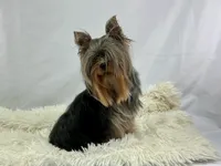AKC Yorkshire Boy Fin, a male Yorkshire Terrier for sale in Grants Pass, OR – Photo 2 of 4