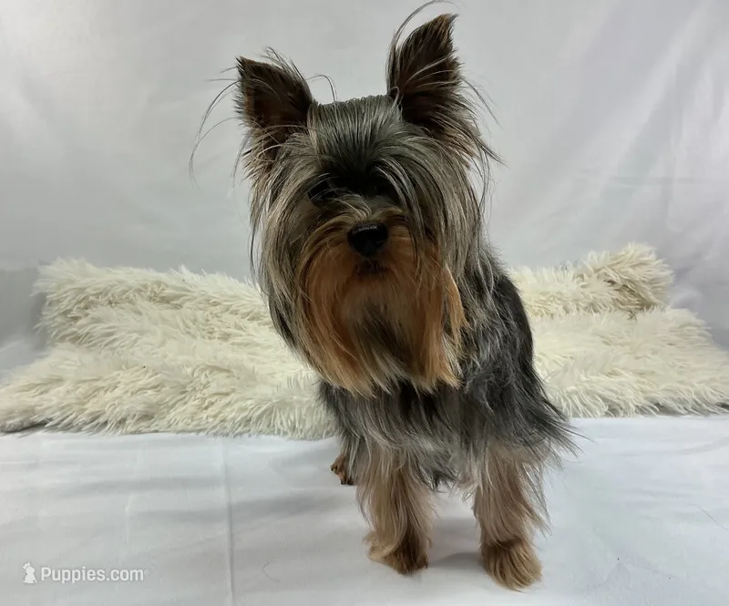 AKC Yorkshire Boy Fin