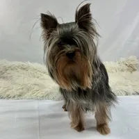 AKC Yorkshire Boy Fin, a male Yorkshire Terrier for sale in Grants Pass, OR – Photo 1 of 4