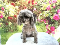 AKC Poodle Dahlia, a female Poodle - Miniature  for sale in Grants Pass, OR – 4 of 9
