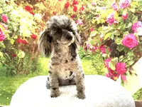 AKC Poodle Dahlia, a female Poodle - Miniature  for sale in Grants Pass, OR – 5 of 9