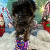 Princess Petunia, a female Yorkipoo for sale in Grants Pass, OR – Photo 7 of 7