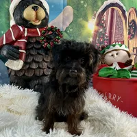 Princess Petunia, a female Yorkipoo for sale in Grants Pass, OR – Photo 5 of 7