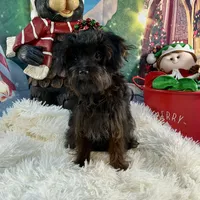 Princess Petunia, a female Yorkipoo for sale in Grants Pass, OR – Photo 6 of 7