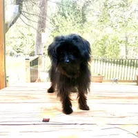 Princess Petunia, a female Yorkipoo for sale in Grants Pass, OR – Photo 4 of 7