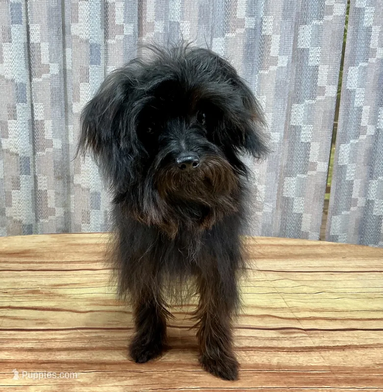 Princess Petunia – Yorkipoo puppy for sale in Grants Pass, OR