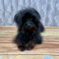 Princess Petunia, a female Yorkipoo for sale in Grants Pass, OR – Photo 1 of 7