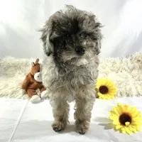 AKC Poodle Girl, a female Poodle - Miniature  for sale in Grants Pass, OR – Photo 4 of 8