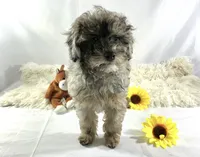 AKC Poodle Girl, a female Poodle - Miniature  for sale in Grants Pass, OR – Photo 4 of 8