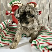 AKC Poodle Girl, a female Poodle - Miniature  for sale in Grants Pass, OR – Photo 5 of 8