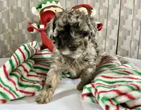 AKC Poodle Girl, a female Poodle - Miniature  for sale in Grants Pass, OR – Photo 5 of 8