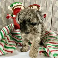AKC Poodle Girl, a female Poodle - Miniature  for sale in Grants Pass, OR – Photo 6 of 8
