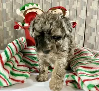 AKC Poodle Girl, a female Poodle - Miniature  for sale in Grants Pass, OR – Photo 6 of 8