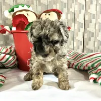 AKC Poodle Girl, a female Poodle - Miniature  for sale in Grants Pass, OR – Photo 7 of 8