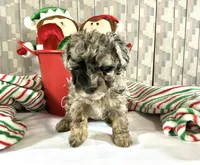 AKC Poodle Girl, a female Poodle - Miniature  for sale in Grants Pass, OR – Photo 7 of 8