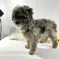 AKC Poodle Girl, a female Poodle - Miniature  for sale in Grants Pass, OR – Photo 2 of 8