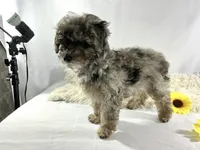 AKC Poodle Girl, a female Poodle - Miniature  for sale in Grants Pass, OR – Photo 2 of 8