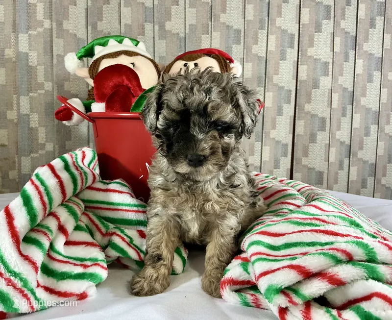 AKC Poodle Dahlia – Poodle - Miniature  puppy for sale in Grants Pass, OR