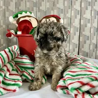 AKC Poodle Girl, a female Poodle - Miniature  for sale in Grants Pass, OR – Photo 8 of 8