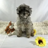 AKC Poodle Girl, a female Poodle - Miniature  for sale in Grants Pass, OR – Photo 3 of 8