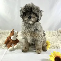 AKC Poodle Girl, a female Poodle - Miniature  for sale in Grants Pass, OR – Photo 1 of 8