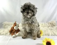 AKC Poodle Girl, a female Poodle - Miniature  for sale in Grants Pass, OR – Photo 1 of 8