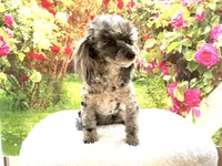 AKC Poodle Dahlia, a female Poodle - Miniature  for sale in Grants Pass, OR – 6 of 9