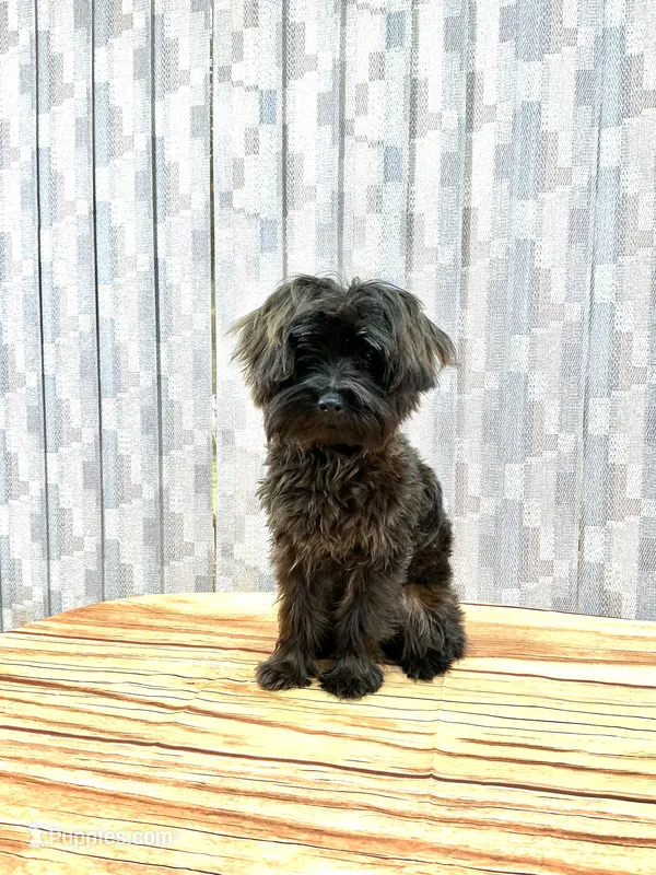 Red Boy – Yorkipoo puppy for sale in Grants Pass, OR