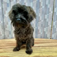 Red Boy, a male Yorkipoo for sale in Grants Pass, OR – Photo 1 of 6