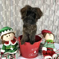 Red Boy, a male Yorkipoo for sale in Grants Pass, OR – Photo 6 of 6