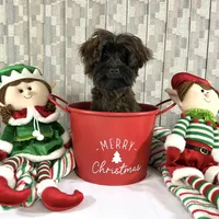Red Boy, a male Yorkipoo for sale in Grants Pass, OR – Photo 4 of 6