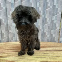 Red Boy, a male Yorkipoo for sale in Grants Pass, OR – Photo 3 of 6