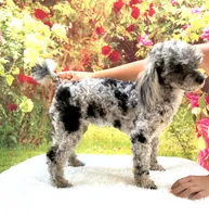 AKC Poodle Dahlia, a female Poodle - Miniature  for sale in Grants Pass, OR – 2 of 9