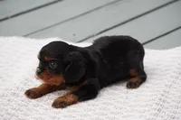 Duke, a male Cavalier King Charles Spaniel for sale in Ripley, WV – 2 of 4