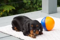 Jack, a male Cavalier King Charles Spaniel for sale in Ripley, WV – 4 of 4
