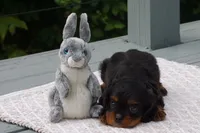 Duke, a male Cavalier King Charles Spaniel for sale in Ripley, WV – 1 of 4