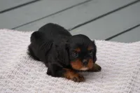 Duke, a male Cavalier King Charles Spaniel for sale in Ripley, WV – 3 of 4