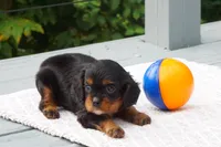 Jack, a male Cavalier King Charles Spaniel for sale in Ripley, WV – 3 of 4