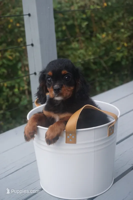 Duke – Cavalier King Charles Spaniel puppy for sale in Ripley, WV