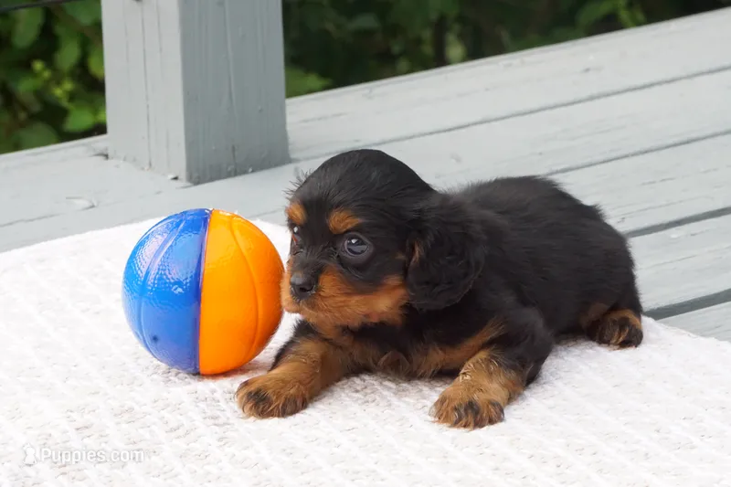 Jack – Cavalier King Charles Spaniel puppy for sale in Ripley, WV