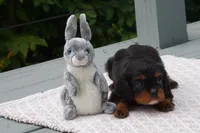Duke, a male Cavalier King Charles Spaniel for sale in Ripley, WV – 4 of 4