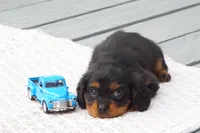 Jack, a male Cavalier King Charles Spaniel for sale in Ripley, WV – 2 of 4