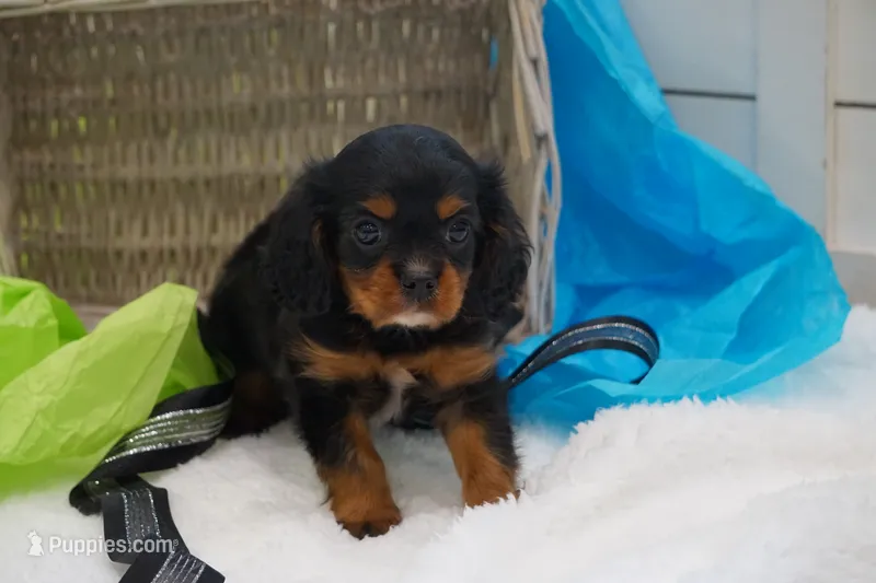 Duke – Cavalier King Charles Spaniel puppy for sale in Ripley, WV