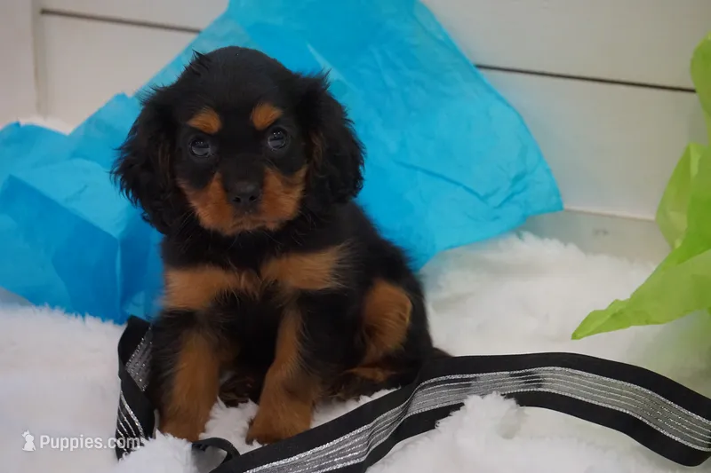 Jack – Cavalier King Charles Spaniel puppy for sale in Ripley, WV