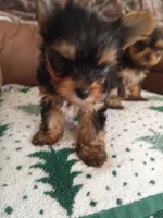 black/tan, a male Yorkshire Terrier for sale in Baxter Springs, KS – 2 of 4