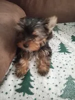 black/tan, a male Yorkshire Terrier for sale in Baxter Springs, KS – 3 of 4