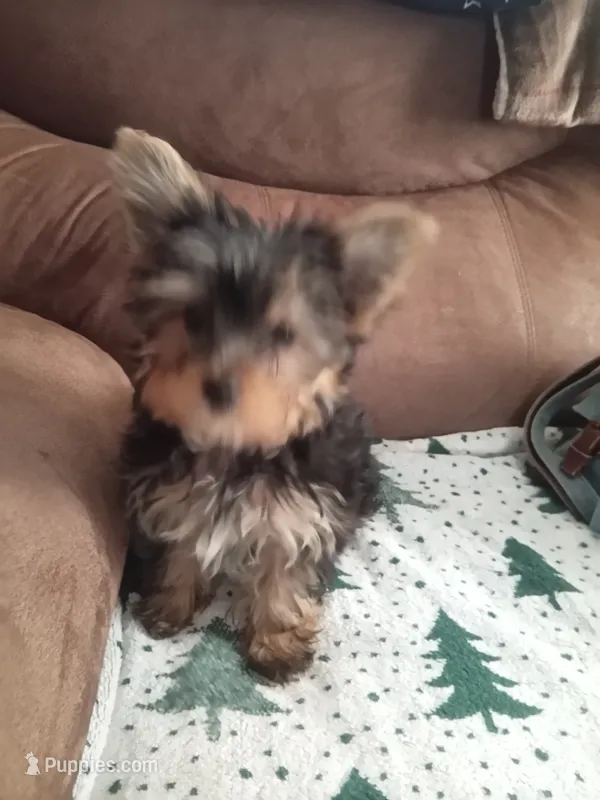 black/tan – Yorkshire Terrier puppy for sale in Baxter Springs, KS
